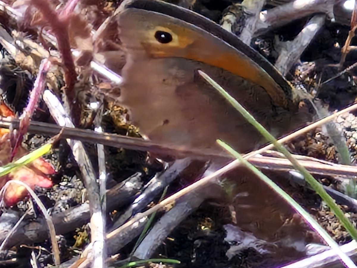 bobhogrunner's tweet photo. @teesbirds1 @teeswildlife @nybirdnews @Natures_Voice #Yellowshell,#Commonblue,#Meadowbrown and #sixspotburnett, S Gare this A M. https://t.co/0sFnU6UO4D