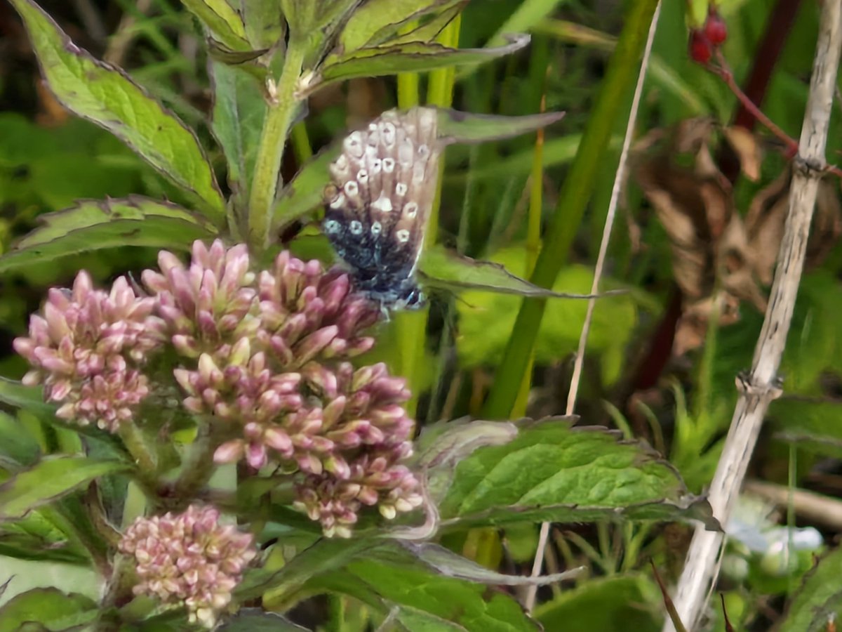 bobhogrunner's tweet photo. @teesbirds1 @teeswildlife @nybirdnews @Natures_Voice #Yellowshell,#Commonblue,#Meadowbrown and #sixspotburnett, S Gare this A M. https://t.co/0sFnU6UO4D