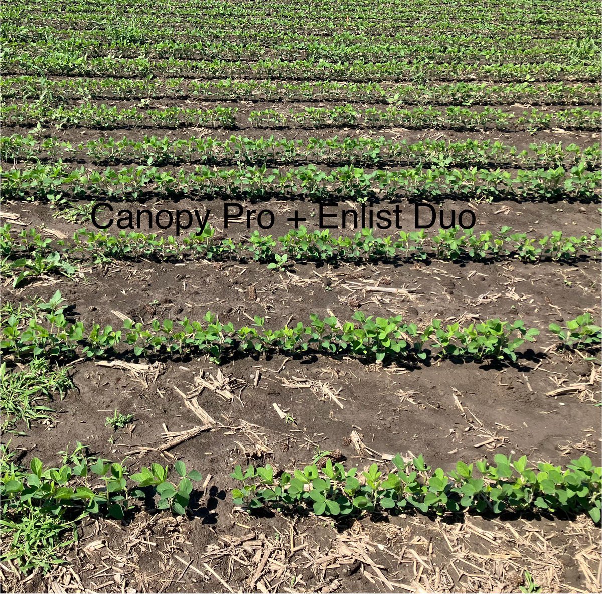 Chris Robson CCA-ON (@chrisrobson11) on Twitter photo Looking at some herbicide demo sites today. We’ve suggested all winter to use a good residual program with your soybean acre. Have a look at Canopy Pro + Enlist Duo vs just Enlist duo alone. Duo will give some residual but not enough for a full season. <a href="/CortevaCA/">Corteva Canada</a> Looking at some herbicide demo sites today. We’ve suggested all winter to use a good residual program with your soybean acre. Have a look at Canopy Pro + Enlist Duo vs just Enlist duo alone. Duo will give some residual but not enough for a full season. <a href="/CortevaCA/">Corteva Canada</a>