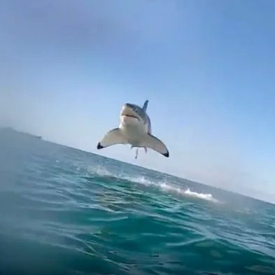 Flying great white shark!