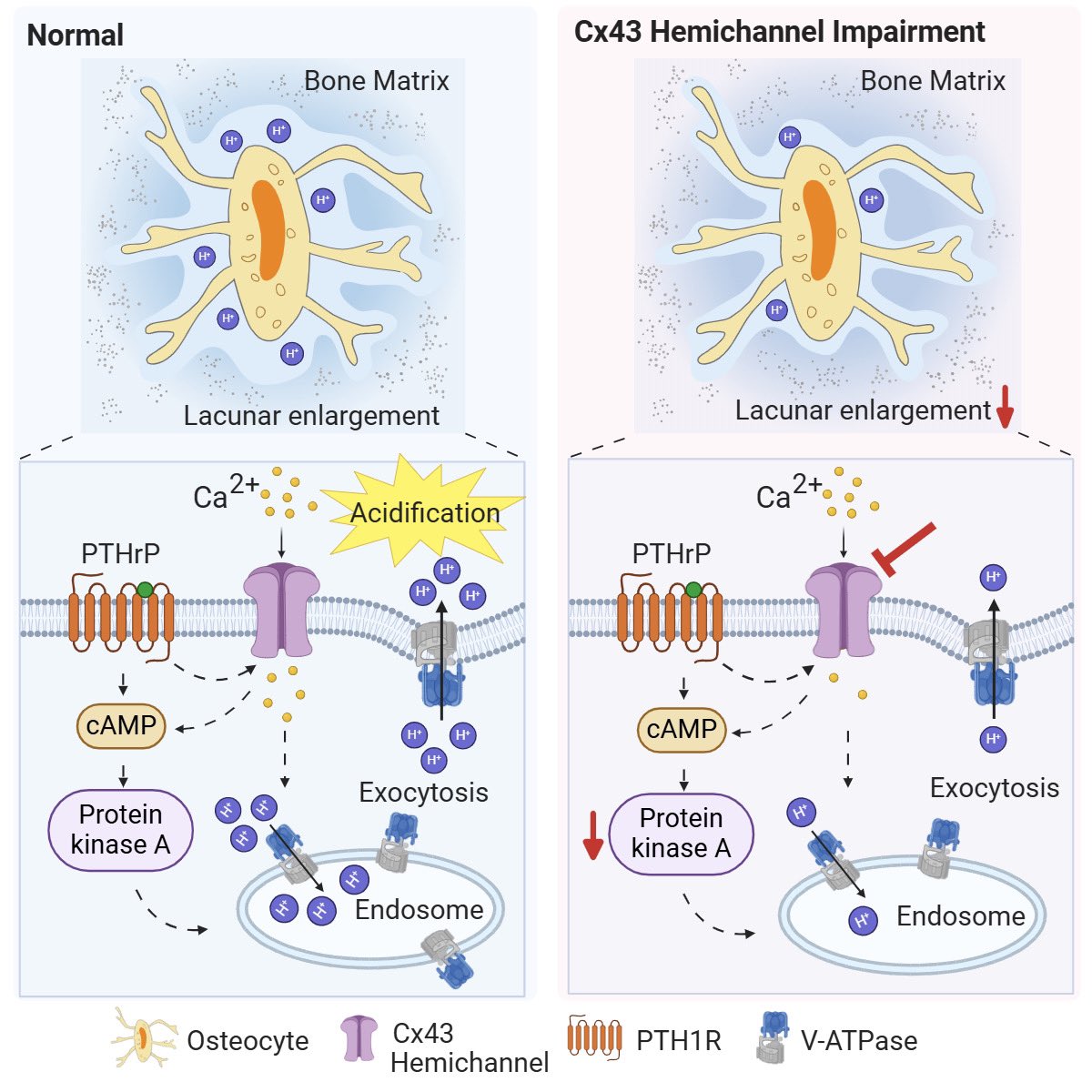 Thrilled to share our another new publication “Connexin Hemichannels Drive Lactation-induced Osteocyte Acidification and Perilacunar-Canalicular Remodeling” in #CellReports! Please check out the paper regarding how Cx HCs remodel bone matrix during lactation.#bone #lactation🎉