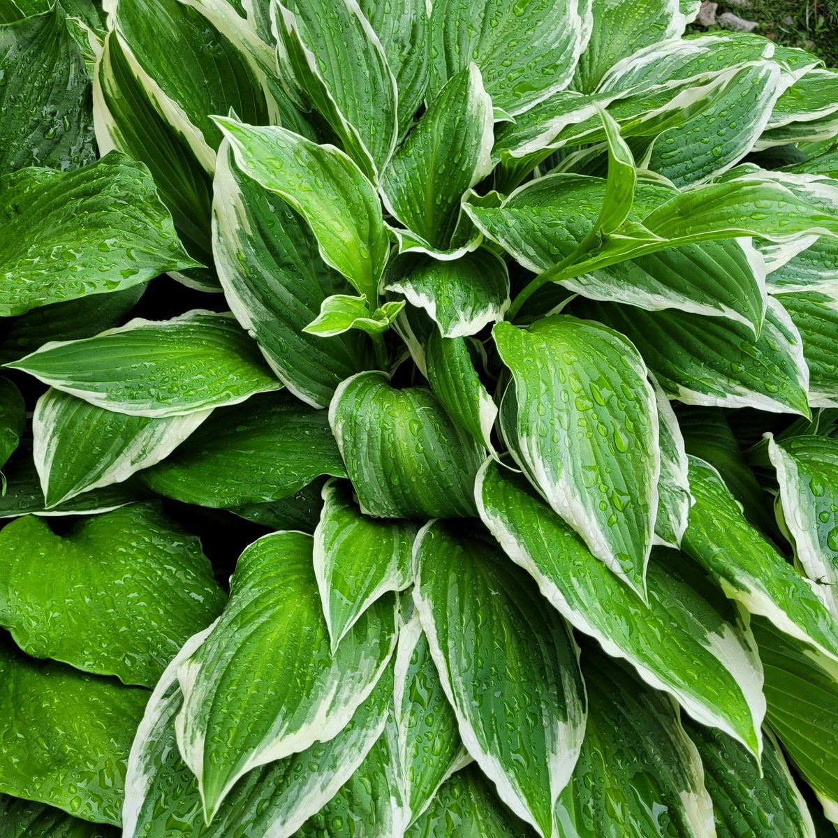 HostaLaneAcu's tweet photo. The hostas are in full beauty here at the clinic.
Book in and come see them for yourself!
Did you know that acupuncture affects your nervous system and improves your mental health? Without interfering with your medications!
https://t.co/KG7lrKVK3I https://t.co/0peFWACajg