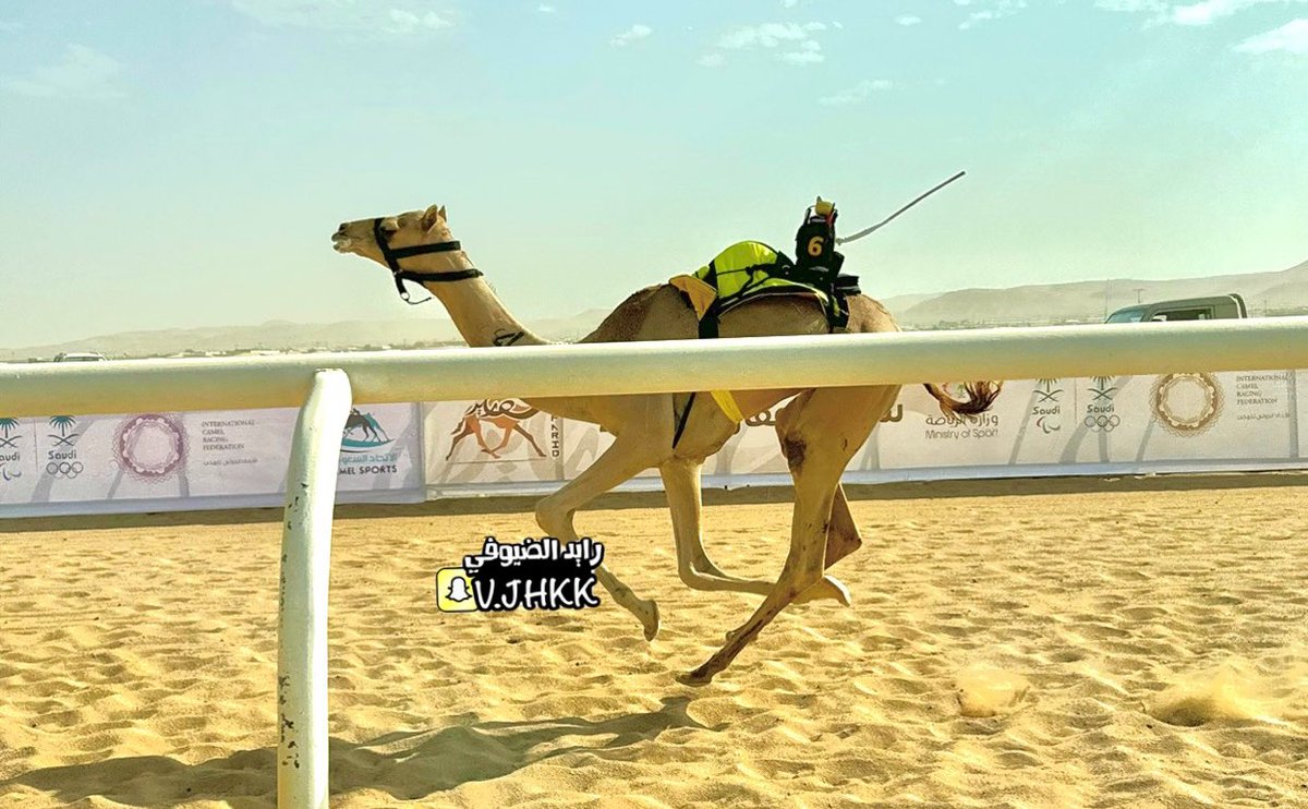 رايد الضيوفي tweet media