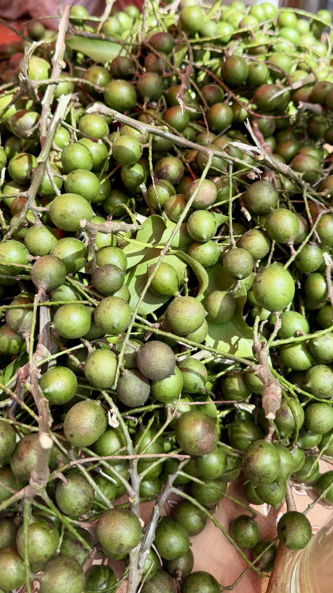 In Trinidad and Tobago, as well as across the Caribbean, we are immensely fortunate to be surrounded by an incredible variety of fruits. Our sun-soaked climate and fertile soil produce an abundance of tropical delights such as mangoes, pineapples, papayas, and cocoa .