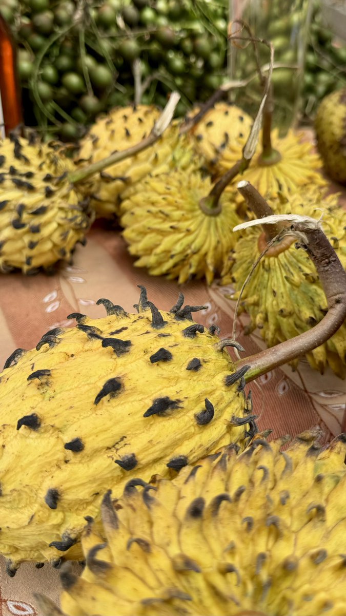 TheTriniSurfer's tweet photo. In Trinidad and Tobago, as well as across the Caribbean, we are immensely fortunate to be surrounded by an incredible variety of fruits. Our sun-soaked climate and fertile soil produce an abundance of tropical delights such as mangoes, pineapples, papayas, and cocoa . https://t.co/f9u5U4pRBh