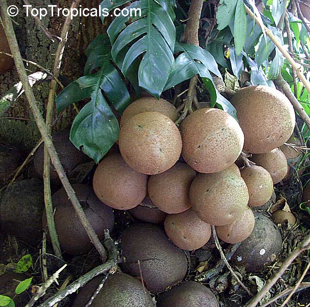 toptropicals's tweet photo. 🔮 Why cannon balls grow on a tree with mollusk open mouth.
🐙 #Couroupitaguianensis - Cannonball Tree - is a #raretree from South America with a #bizarrefruit and flowers, that can be seen only in tropical botanic gardens.
🐙 It is a very tall tree with large, elliptical leaves
🐙 The pinkish-red flowers, strongly scented at night, grow directly from the trunk near the base of the crown, and not on the branches. They look like exotic mollusks! They have a complex structure with numerous stamens that resemble sea anemones or other marine life. The flower is often described as looking like an open mouth or a sea creature.
🐙 The tree blooms year round. Flowers are followed by large, globular fruit, up to 8 inches in diameter, resembling cannonballs, hence the name "Cannonball Tree." They remain on the tree for many months. On older trees there may be dozens of fruits and flower clusters at the same time!
🐙 When the ripe fruits fall from the tree, they can make a loud, cannonball-like noise upon hitting the ground due to their size and weight.
🛒 Shop rare plants:
https://t.co/YkMffBhFGQ
#Fun_Facts #Trees #Nature_Wonders #TTtelegram
