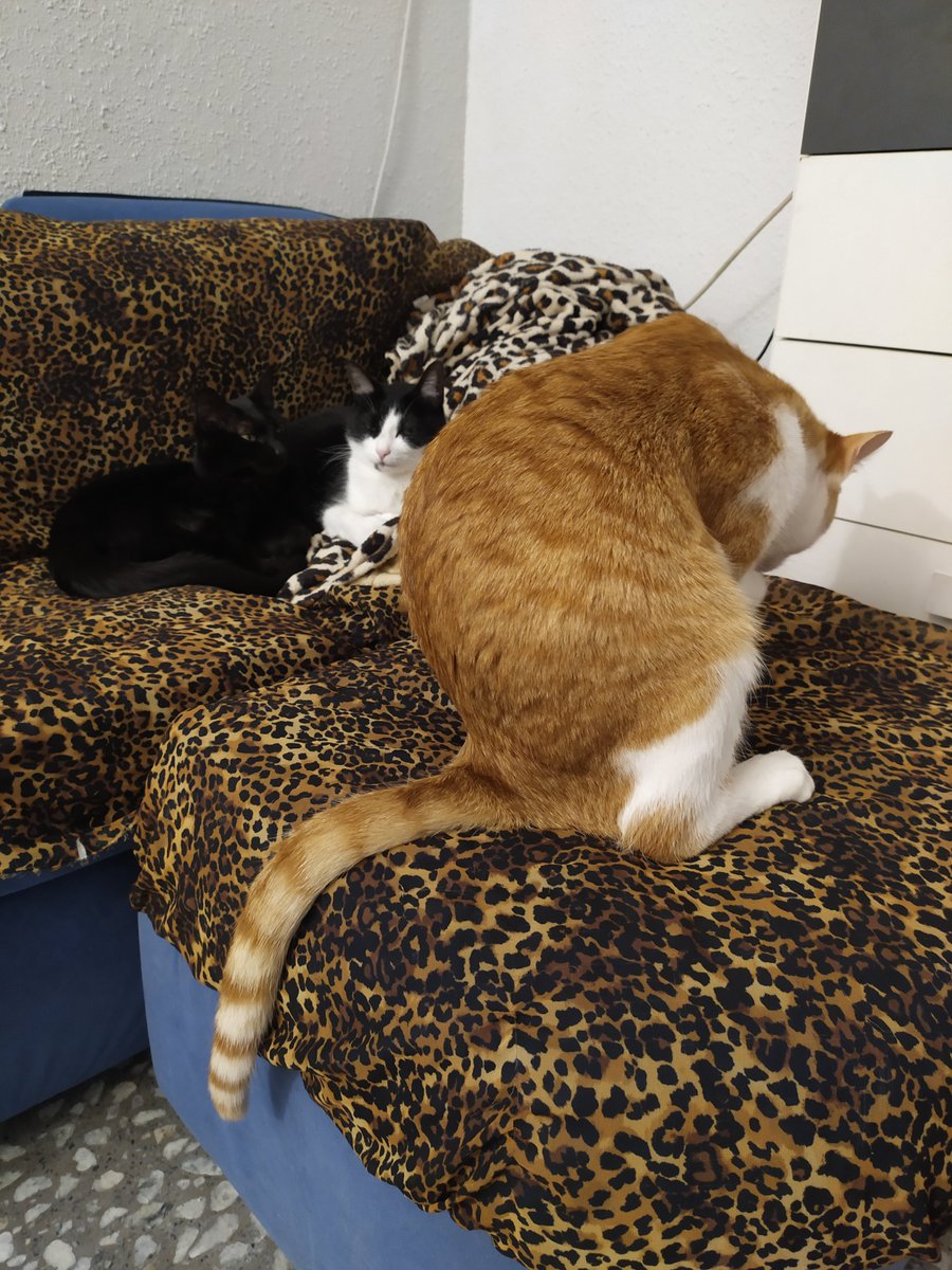DizzyCat4's tweet photo. Hola ahora tengo otro gato y están todos contentos y son felices, el naranja se llama ron https://t.co/eg2IARYw0N