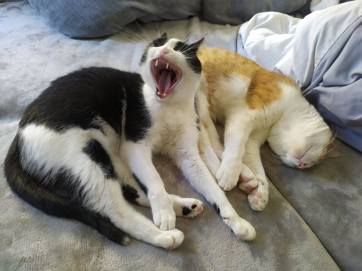 DizzyCat4's tweet photo. Hola ahora tengo otro gato y están todos contentos y son felices, el naranja se llama ron https://t.co/eg2IARYw0N