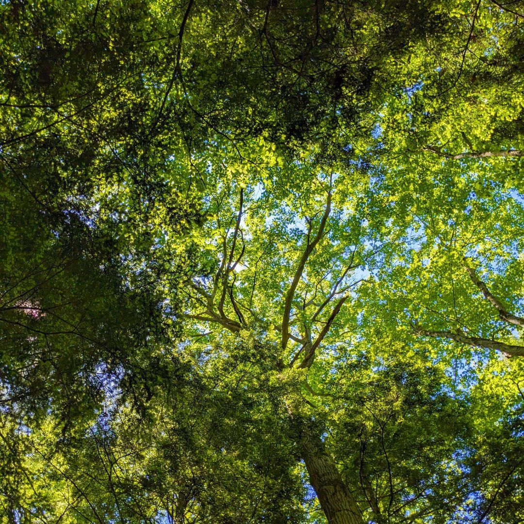 Summer Tree Walk 🌳

Join Jeff Dickie &amp; Charlie Briggs for a tree walk at Hamilton Cemetery. Participants will admire a wide variety of tree species, learning tips &amp; tricks for ID along the way.

📅 July 10, 2024 | 6:30 - 9 PM
📍 Meet at Dundurn Castle parking lot (610 York Blvd)