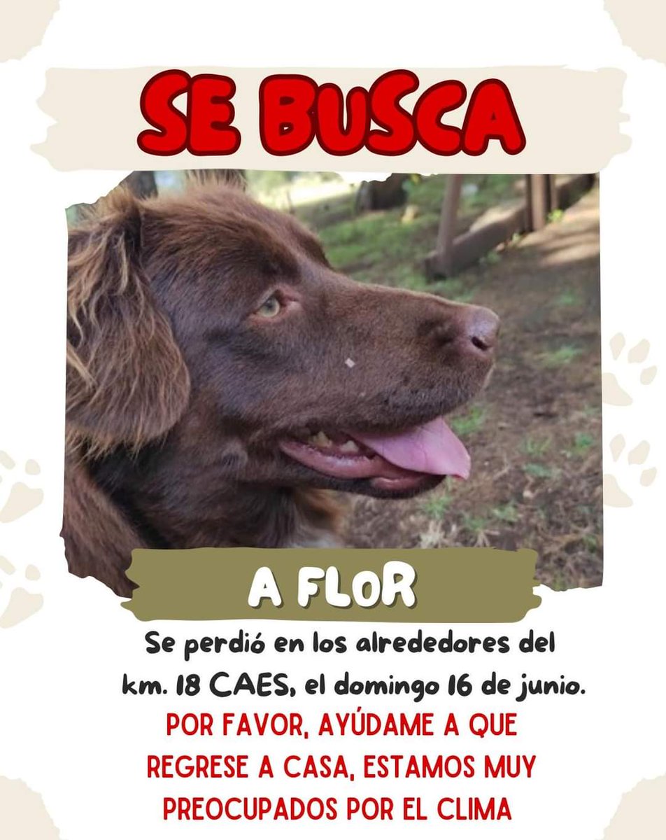 Gt502Mascotas's tweet photo. Por si ven a Flor.... https://t.co/LQ9uLfBsWY