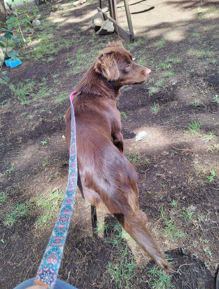 Gt502Mascotas's tweet photo. Por si ven a Flor.... https://t.co/LQ9uLfBsWY
