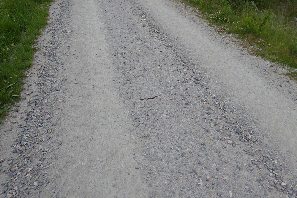 Ben Dolphin 🏴󠁧󠁢󠁳󠁣󠁴󠁿❄️ tweet media