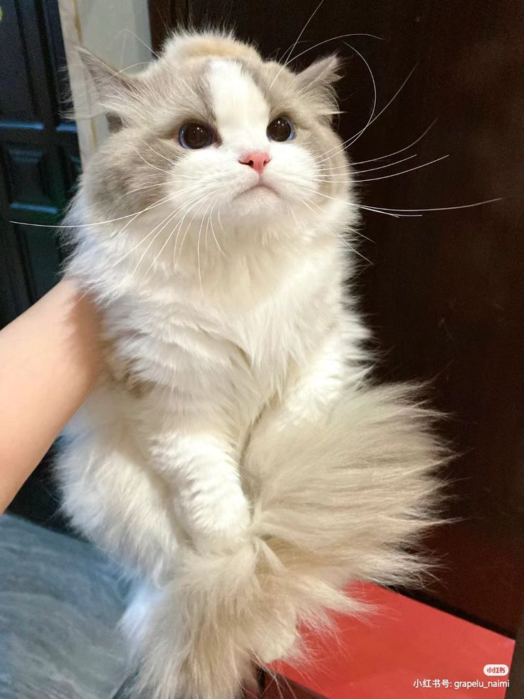 cutestscats's tweet photo. https://t.co/dFQDti8UZP