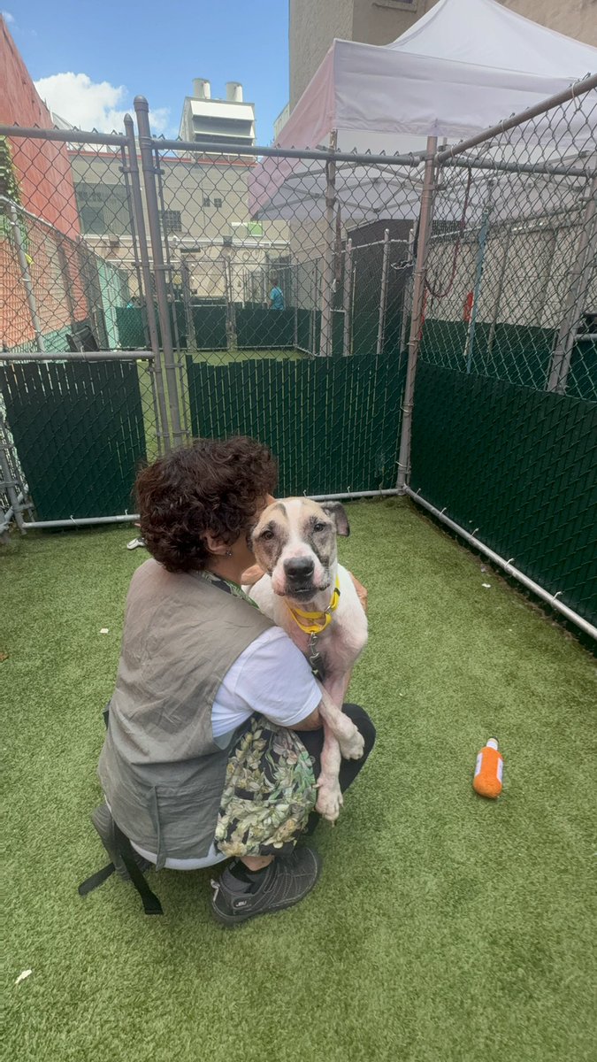 NiallHarbison's tweet photo. I’d love to prove that Twitter has a great wholesome side to it and find Pepper Jack a new home. He’s available right now and the you can see him on the website here…

https://t.co/ekyB4EVrHh https://t.co/gdrfsILryr