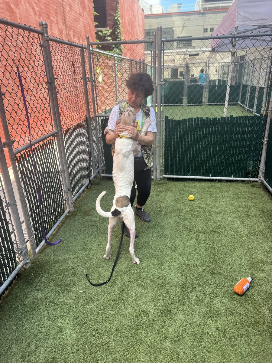 NiallHarbison's tweet photo. I’d love to prove that Twitter has a great wholesome side to it and find Pepper Jack a new home. He’s available right now and the you can see him on the website here…

https://t.co/ekyB4EVrHh https://t.co/gdrfsILryr