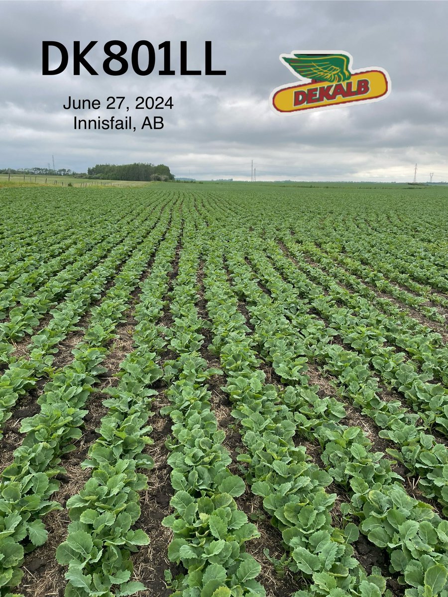 Erin McDougall tweet media