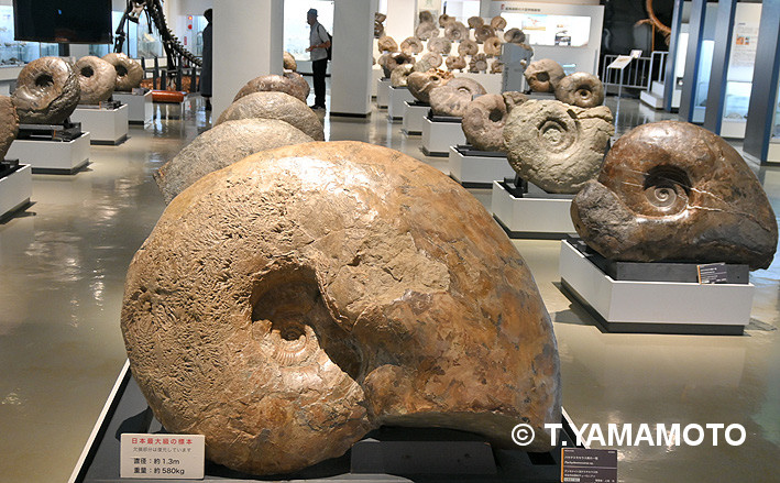 ★本物●学術用●巨大　北海道産 アンモナイト 化石 標本 鑑賞石 アンモナイト化石 北海道 巨大 ☆本物○学術用○巨大 北海道産