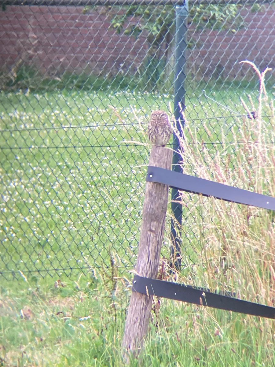 Vanavond is de eerste groep vrijwilligers  gestart in telplot buggenumseveld. Vanuit project Meetnet #landschapselementen worden in 16 telplots in <a href="/limburg/">Provincie Limburg</a> alle elementen in kaart gebracht. We sloten af met een #steenuil verder oa #gele kwik #veldleeuwerik en #distelvlinder 👌