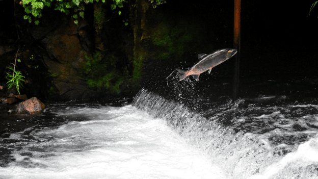 SeaChoice tweet media