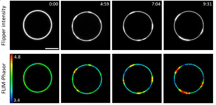 New preprint alert! <a href="/TorraJoaquim/">Joaquim Torra</a> at <a href="/ICFOnians/">ICFO</a> showed that #Flipper photosensitizes singlet oxygen, increasing membrane tension and triggering membrane phase separation, enabling control and study of membrane properties and organization! biorxiv.org/content/10.110…