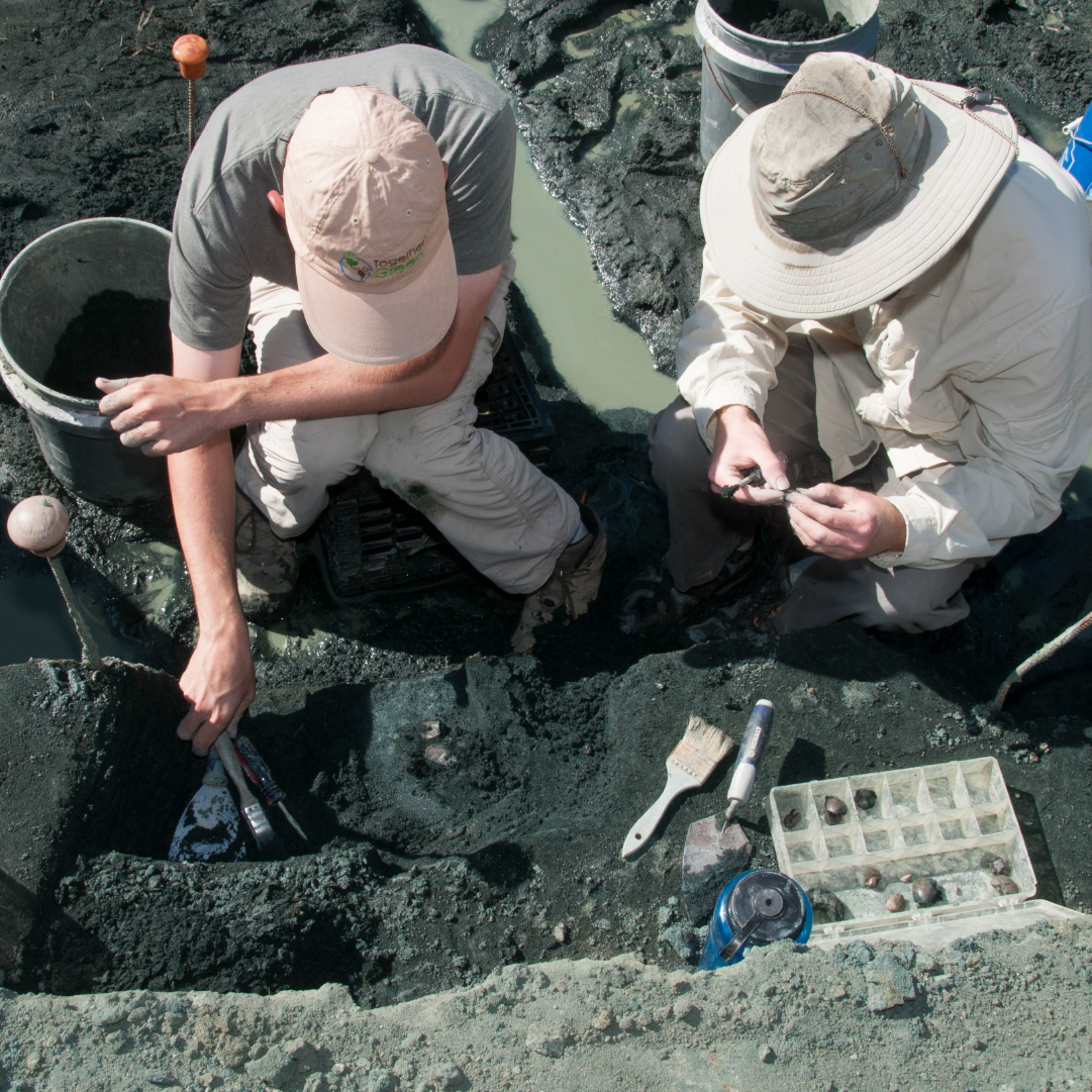 Our fossil bed has yielded more than 100,000 fossils representing over 100 species of marine and land animals. 

Our quarry dig allows visitors to get their hands dirty and find fossils themselves. We look forward to welcoming you in the museum and our quarry later this year. 🦖