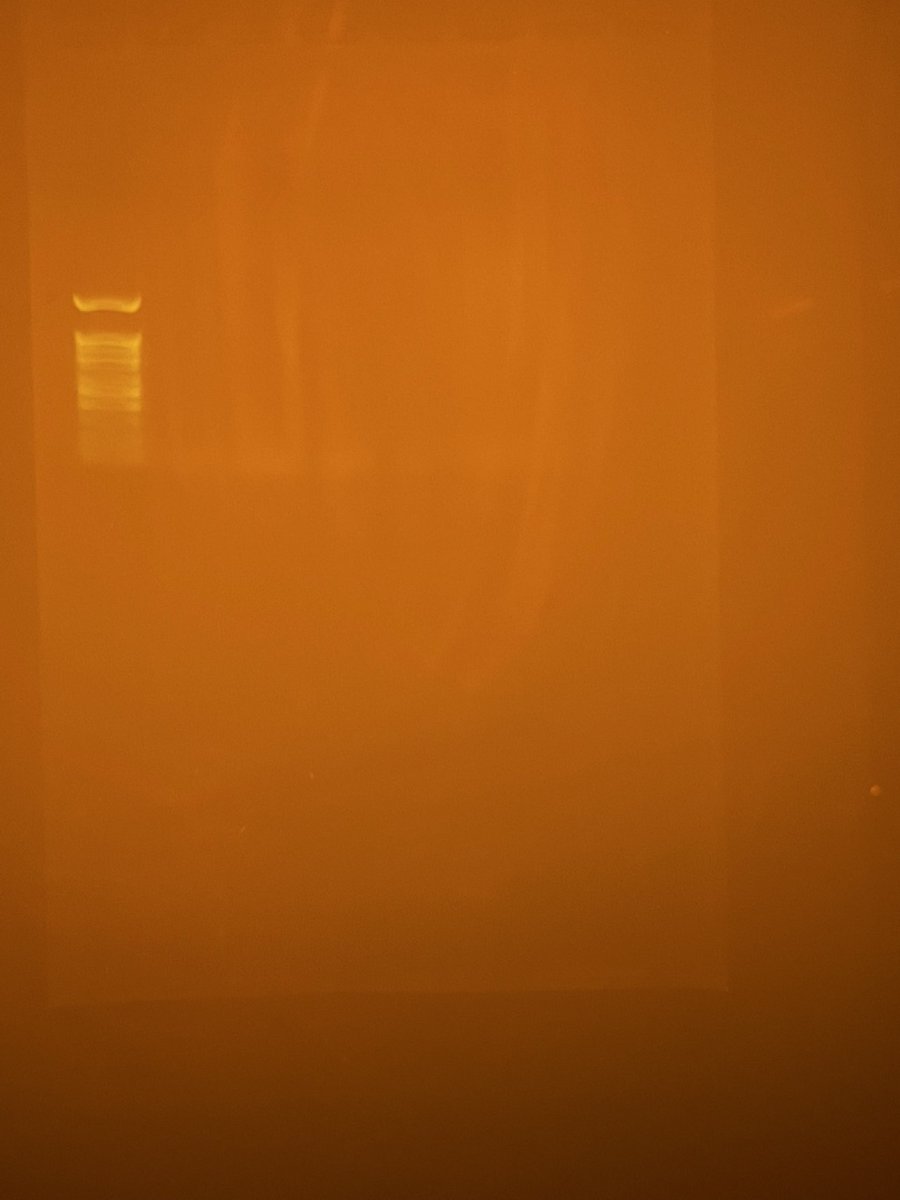 GENEsis Lab at Thomas Hardye School tweet media