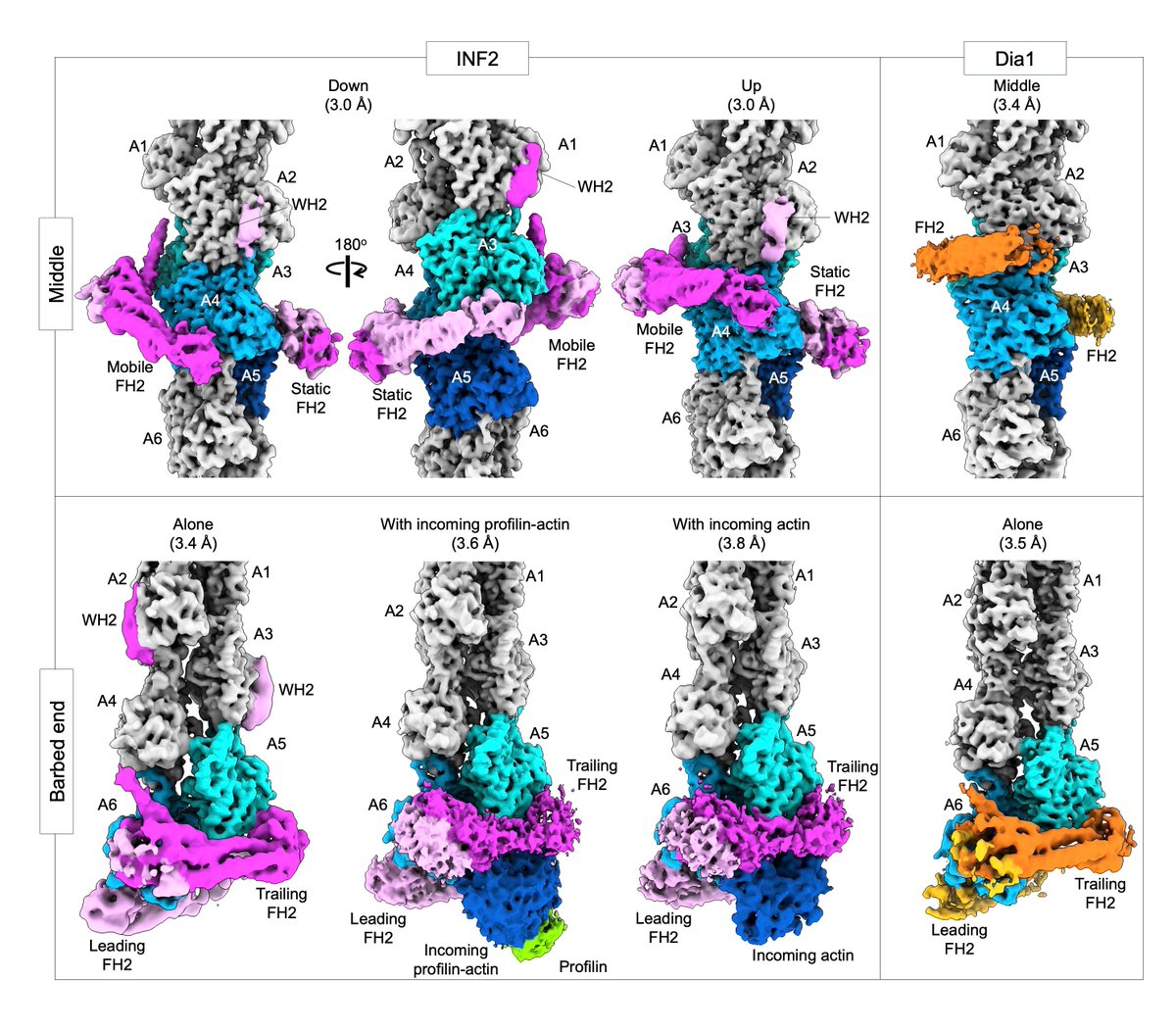 Penn Medicine CSO (@pennmedcso) on Twitter photo New research out in @nature uses #cryoEM to reveal the mechanism of #actin filament severing & elongation by formins ft. @nicholasjpalmer, Kyle Barrie (<a href="/BMBGGUPENN/">BBCB Graduate Group</a>) & Roberto Dominguez (<a href="/PennMuscle/">PennMuscle</a>/ <a href="/UPennPhysiology/">UPenn Physiology</a>) tinyurl.com/a2twn3rp New research out in @nature uses #cryoEM to reveal the mechanism of #actin filament severing & elongation by formins ft. @nicholasjpalmer, Kyle Barrie (<a href="/BMBGGUPENN/">BBCB Graduate Group</a>) & Roberto Dominguez (<a href="/PennMuscle/">PennMuscle</a>/ <a href="/UPennPhysiology/">UPenn Physiology</a>) tinyurl.com/a2twn3rp