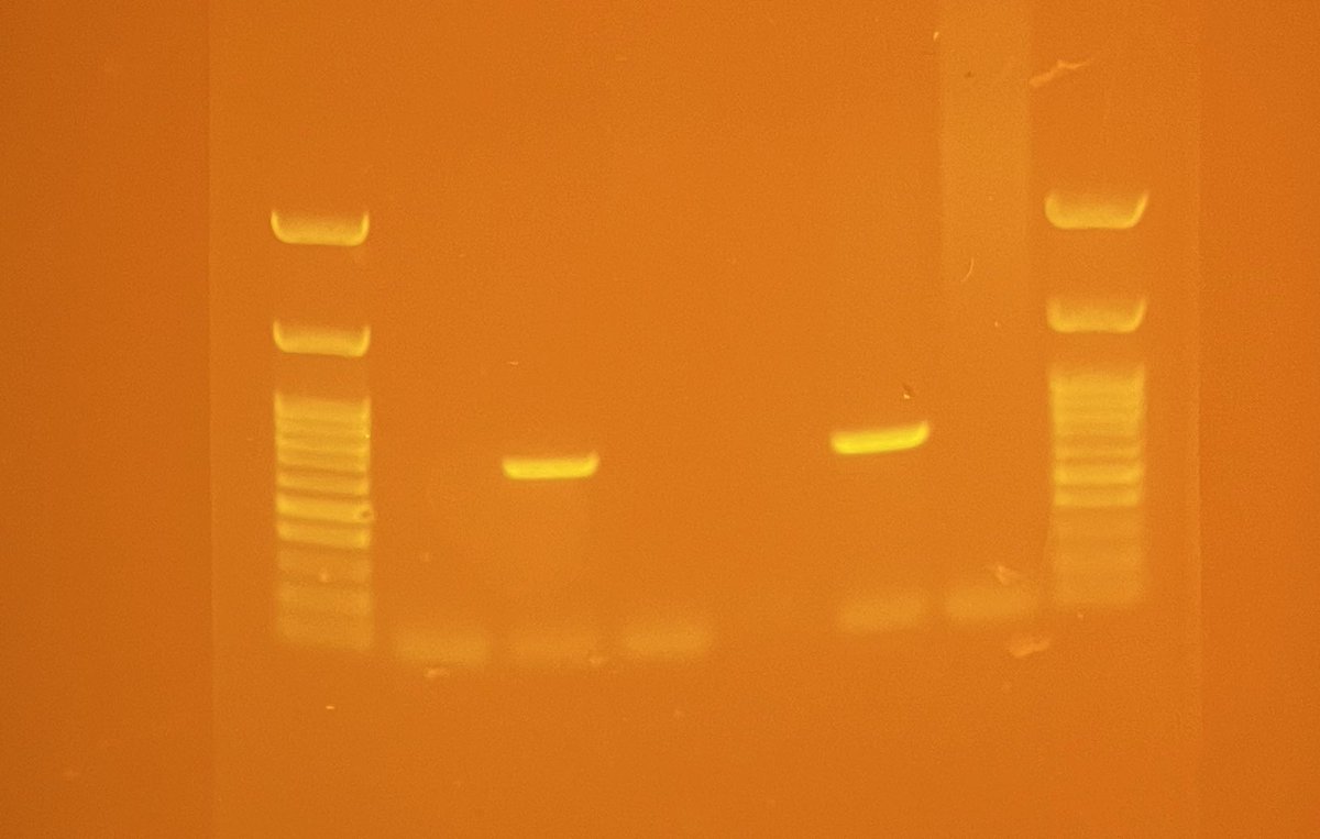 GENEsis Lab at Thomas Hardye School tweet media