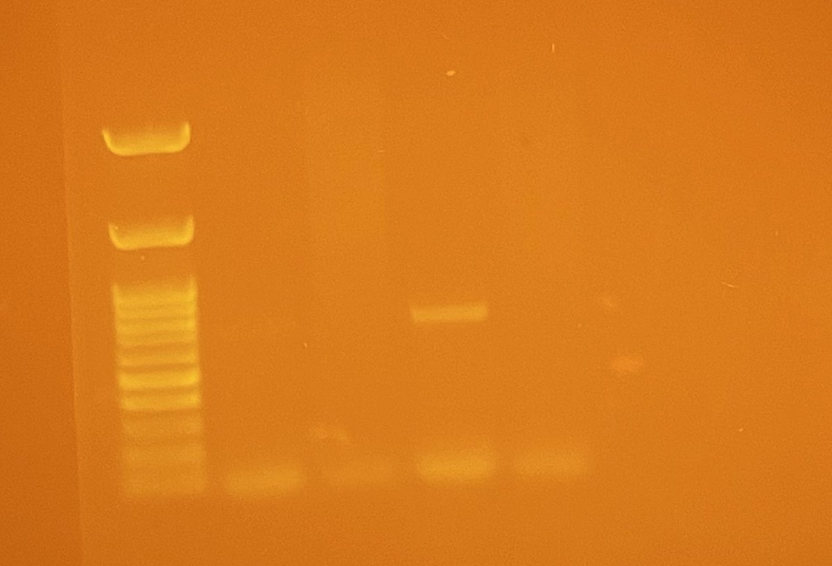 GENEsis Lab at Thomas Hardye School tweet media