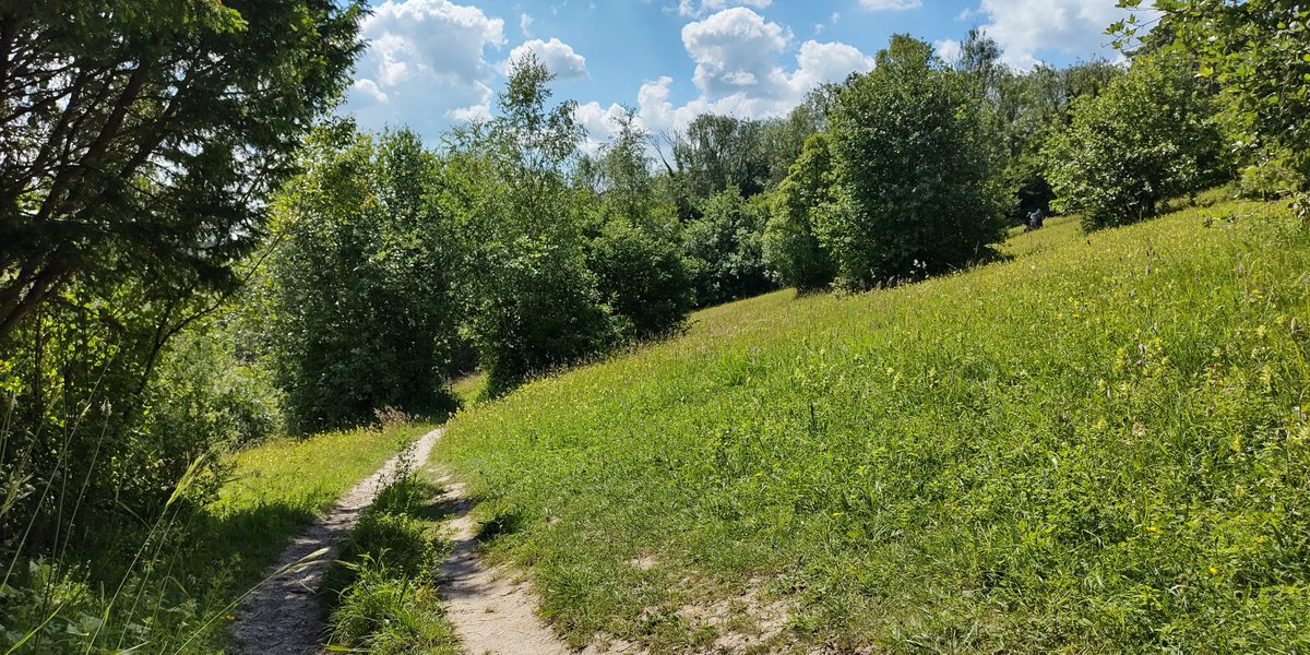 HeritageClsdn's tweet photo. This week's post for #FingerpostFriday is on the edge of the Orchid Field on the #FarthingDowns and #HappyValley #NatureTrail. This is one of the best spots for #orchid hunting - there mut be hundreds of at the moment - more info https://t.co/7pAIFunecc https://t.co/NGuDhrj6eS