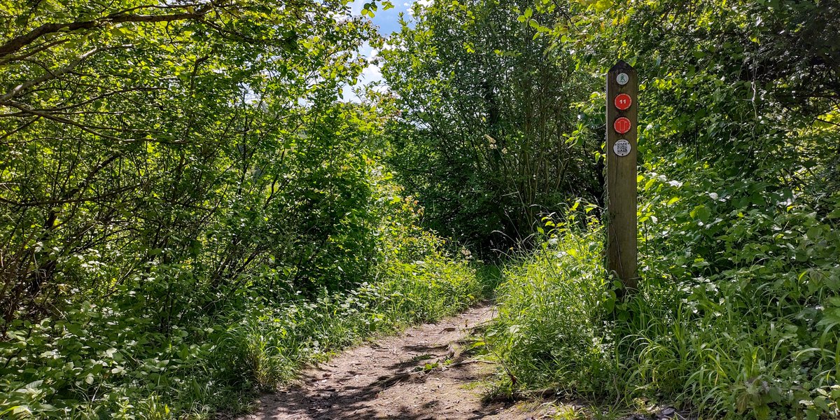 HeritageClsdn's tweet photo. This week's post for #FingerpostFriday is on the edge of the Orchid Field on the #FarthingDowns and #HappyValley #NatureTrail. This is one of the best spots for #orchid hunting - there mut be hundreds of at the moment - more info https://t.co/7pAIFunecc https://t.co/NGuDhrj6eS