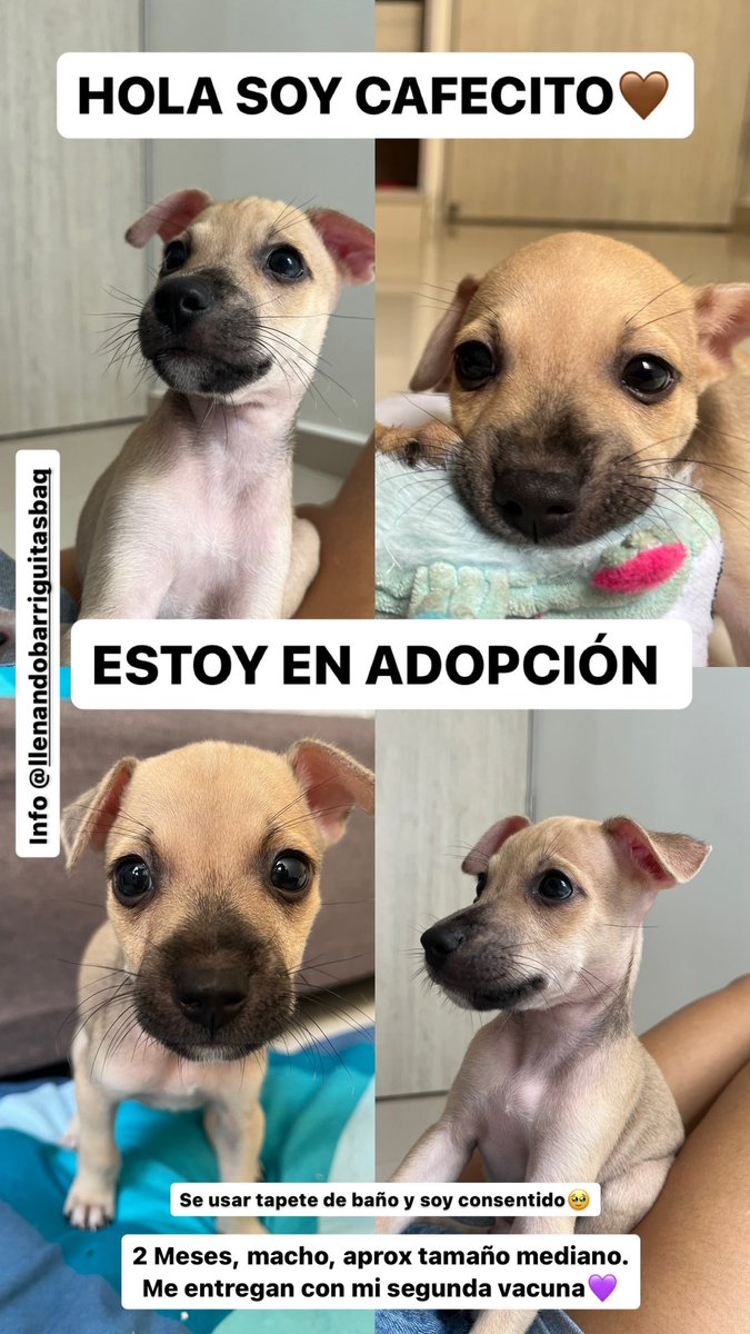 nana1gc's tweet photo. Me parece increíble que por más que publique nadie se interese en adoptar a Wailo y Cafecito💔💔

Se salvaron de un habitante de calle que los usaba para ganar dinero en cartagena, del moquillo, de hemoparasitos y merecen TODO el amor del mundo.

2 meses, Barranquilla.
🥺 https://t.co/cchUfeCloy