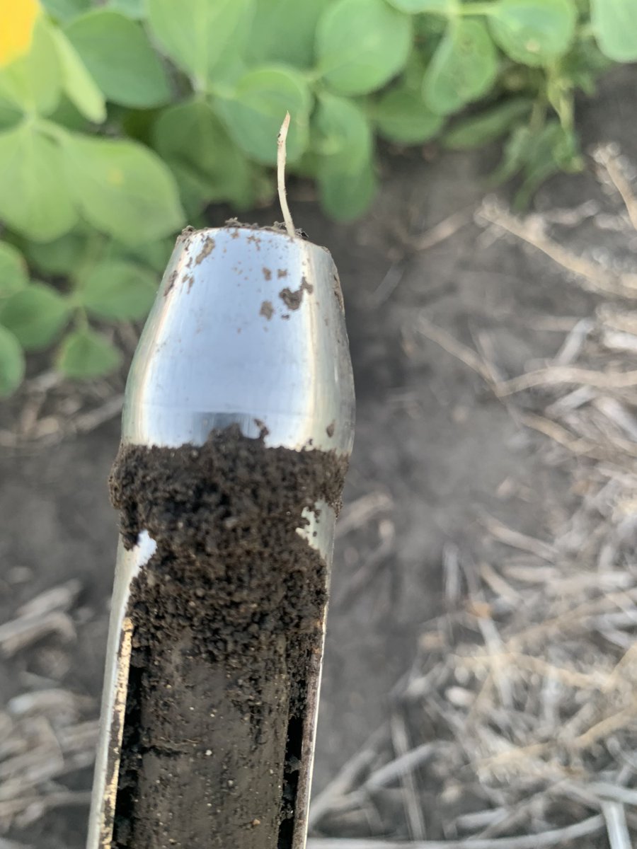 A_OrdonezRaziel's tweet photo. Root growth patterns across 4 #tillage systems and #corn - #soybean rotations. My #ProbeOmics approach it’s revealing new insights that can enhance our understanding of #CropSystems and #Physiology. Stay tuned for more outcomes on the #root episodes. @PurdueAgronomy @PurdueAg https://t.co/lq9XmGSnIS