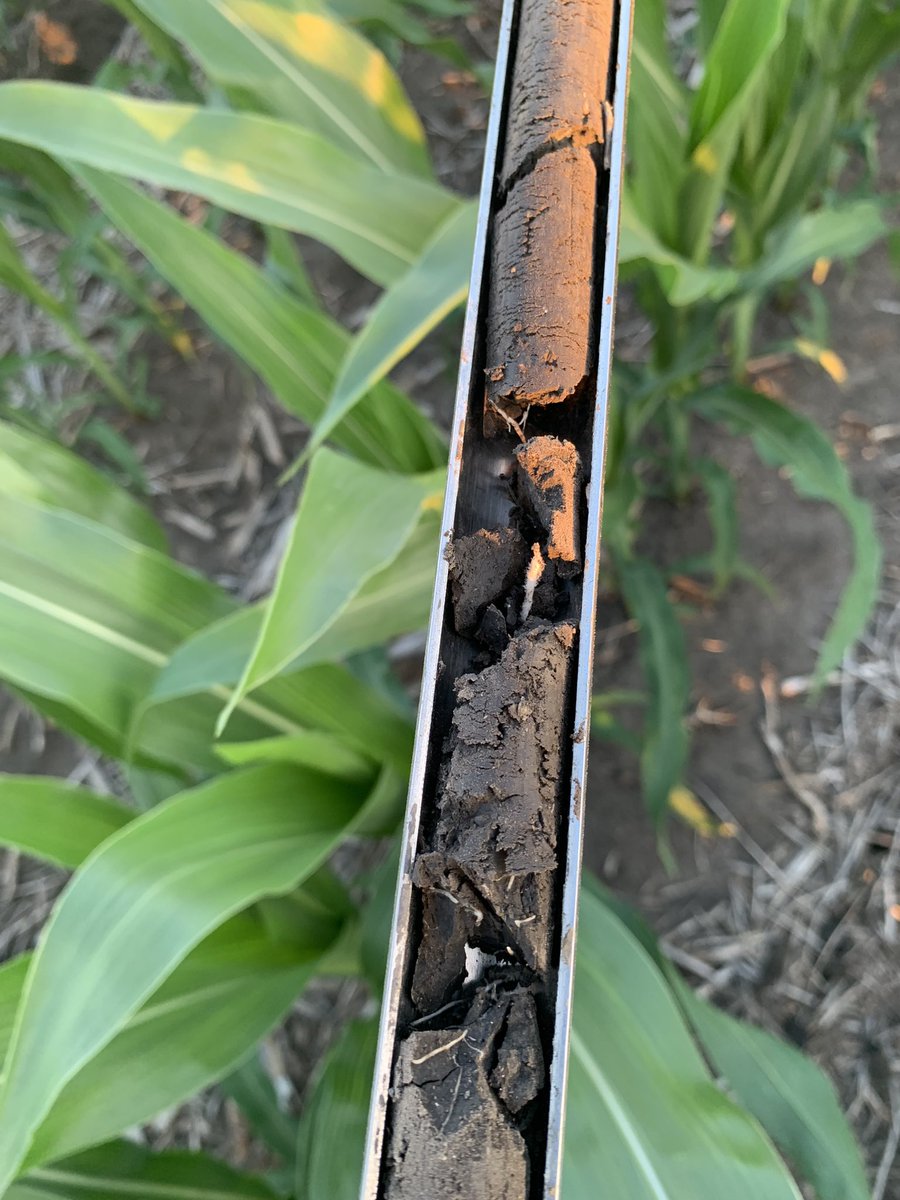 A_OrdonezRaziel's tweet photo. Root growth patterns across 4 #tillage systems and #corn - #soybean rotations. My #ProbeOmics approach it’s revealing new insights that can enhance our understanding of #CropSystems and #Physiology. Stay tuned for more outcomes on the #root episodes. @PurdueAgronomy @PurdueAg https://t.co/lq9XmGSnIS