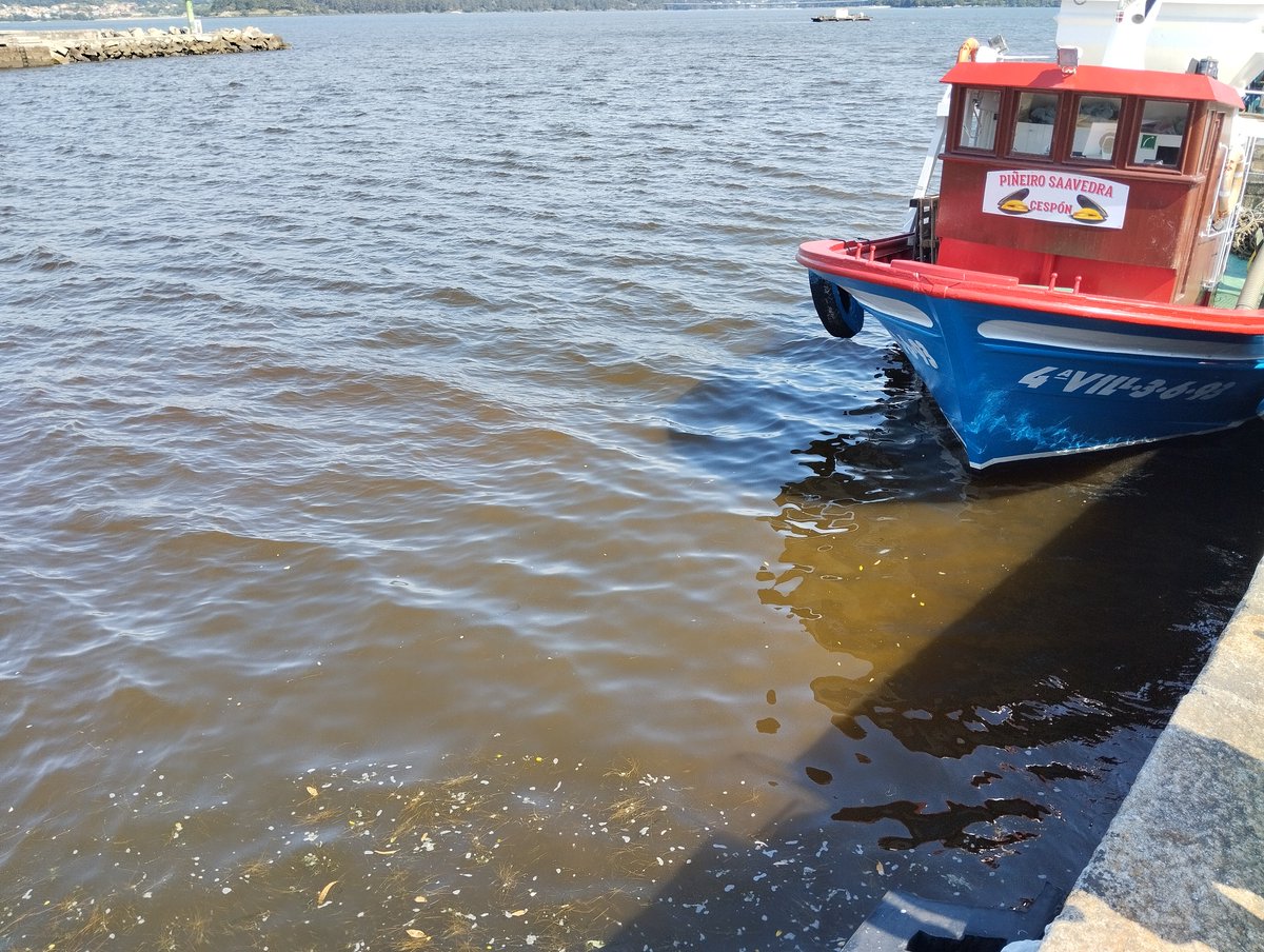 Lilestak's tweet photo. Hoxe en Rianxo (Ría de Arousa, A Coruña), proliferación do dinoflaxelado Prorocentrum micans (nin tóxico nin bioluminiscente). Exemplo de que as mareas vermellas en Galicia non adoitan ser tóxicas. O vídeo pertence á mostra da imaxe 📸@MeriFleik @Lilestak @IEOVigo https://t.co/or5BCl0U6c