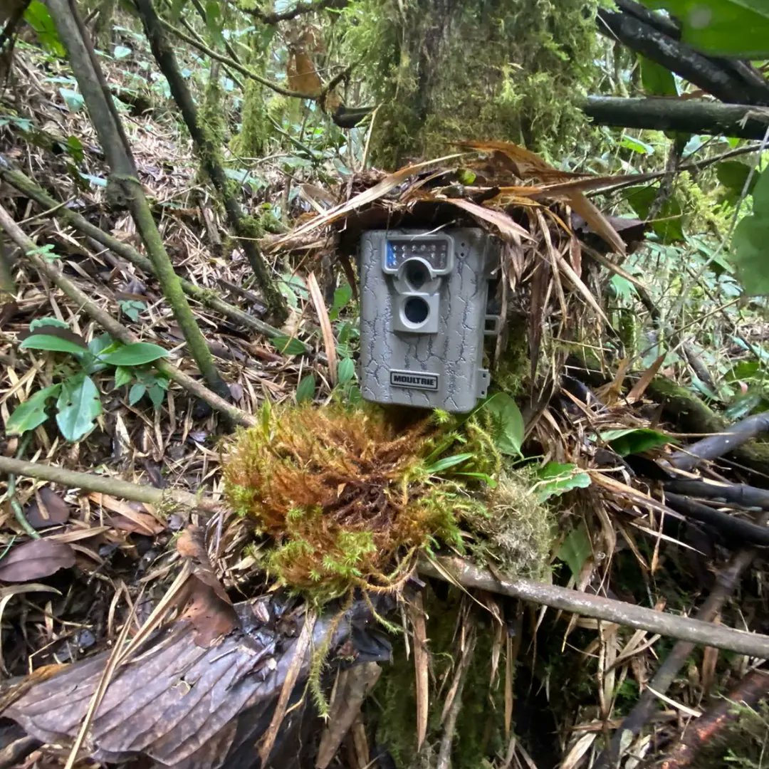Desde el programa de Biodiversidad y Servicios Ecosistémicos, adscrito a la Subdirección de Intervención para la Sostenibilidad  Ambiental (SISA) de CORPONARIÑO, realizaron visita al área Protegida de Chimayoy.
#corponariño
#conservaLavida