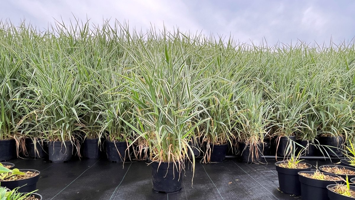 TamarNurseries's tweet photo. These Phalaris Arundinacea 'Picta' or ribbon grass are looking great on the nursery. They are perfect for ground coverage as it's pale green leaves are decorated with long white stripes contrasting beautifully. https://t.co/Yyby6QURQs