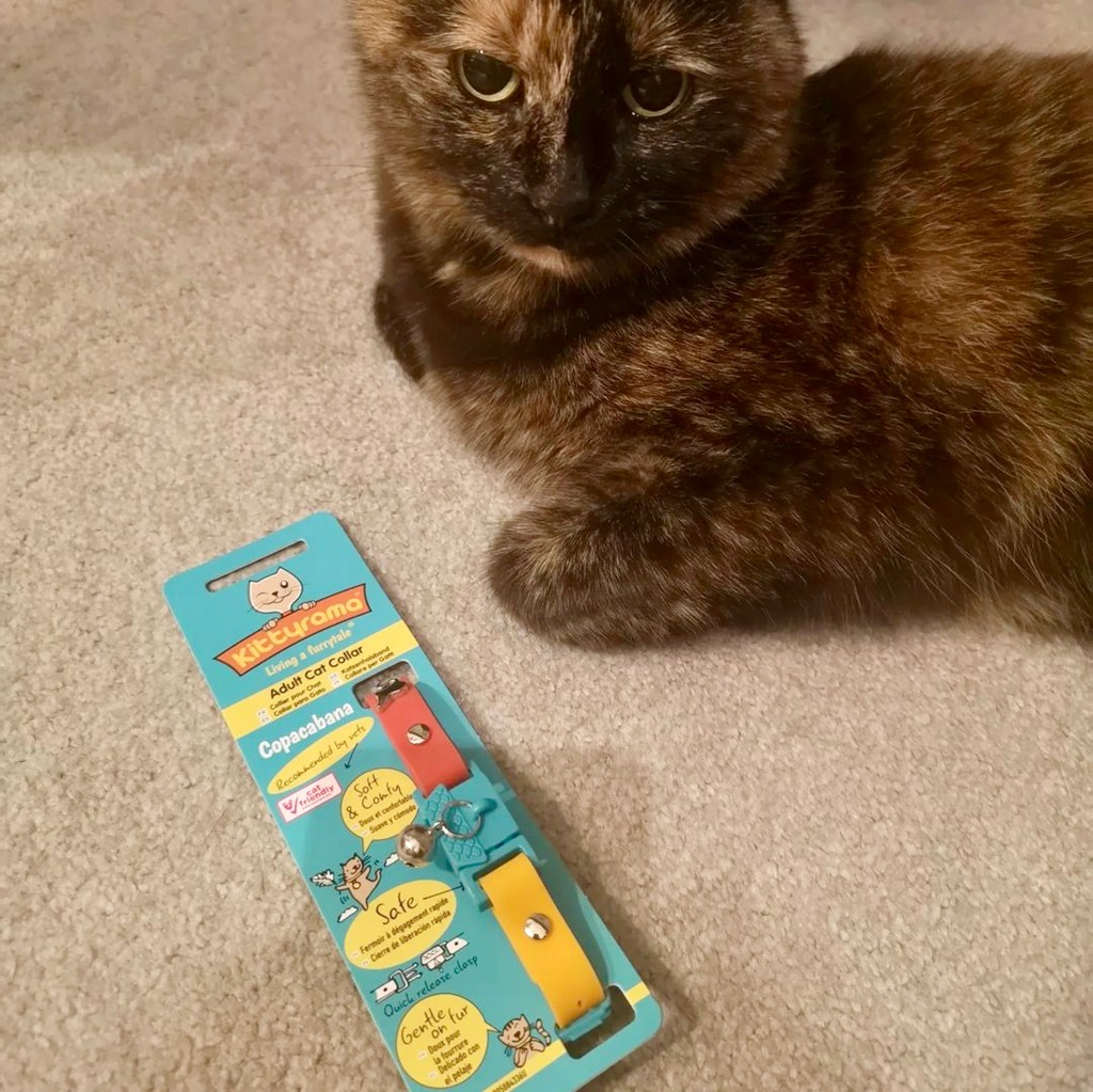Kittyrama tweet media