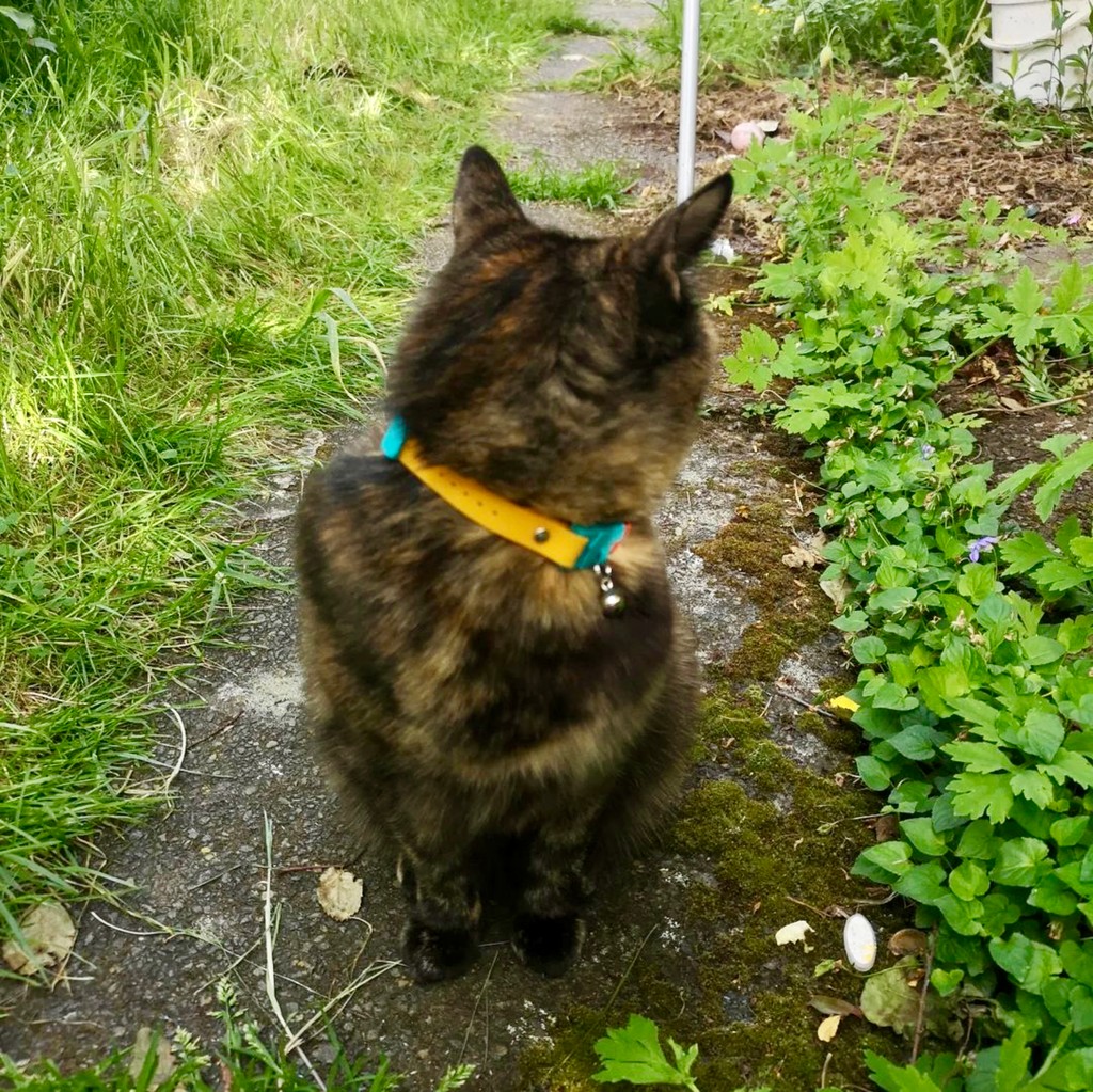 Kittyrama tweet media