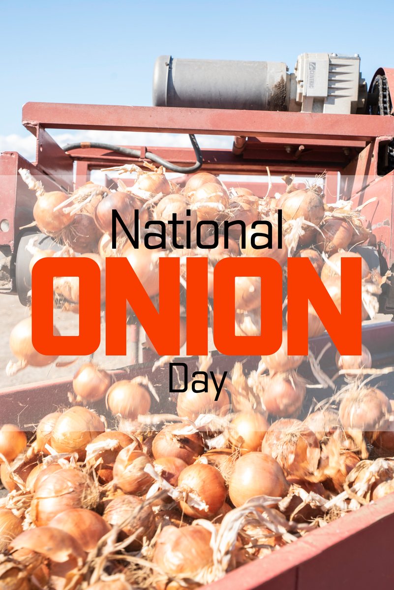 🧅 We love a good onion! 🧅

Happy #NationalOnionDay! Did you know that we have researchers across the state helping to keep Oregon's onion industry going strong? 💪

Check out this story about our onion research &amp; more: progress.oregonstate.edu/blog/2022/05/0…