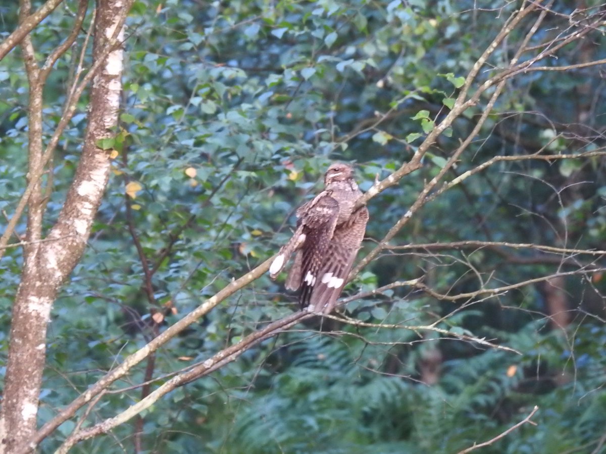 I'm no <a href="/sferguk/">Shaun Ferguson 🇿🇦🇬🇧🏴󠁧󠁢󠁳󠁣󠁴󠁿</a> but managed to get in on the Nightjar action on the Surrey heaths yesterday. This male flew straight towards me, veered off, landed on a nearby tree and proceeded to show off its white bits! Yes mate, I'm impressed.