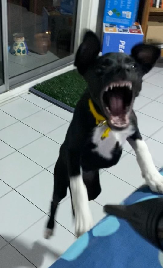 Arianasworld's tweet photo. @MartinFerro80 Y aca queriendo morder el secador de pelo hace dos meses. Fijate los dientitos de leche eran hiper finitos y puntiagudos 🦈 https://t.co/t4DEby009H