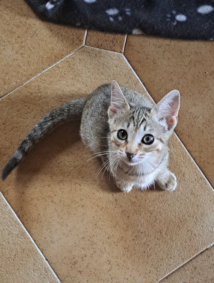 lenasteez's tweet photo. ¡Hola! Al final le hemos encontrado casa a 3 de ellos, pero aún nos quedan otros 3 gatitos que buscan un hogar definitivo 🥹

Tienen dos meses y medio y son super buenos 🫶🏻 están en Burela pero se pueden acercar también a la zona de Vigo.

Se agradece un rt para difundir 🙏🏻🥹 https://t.co/mE0Sinh71N