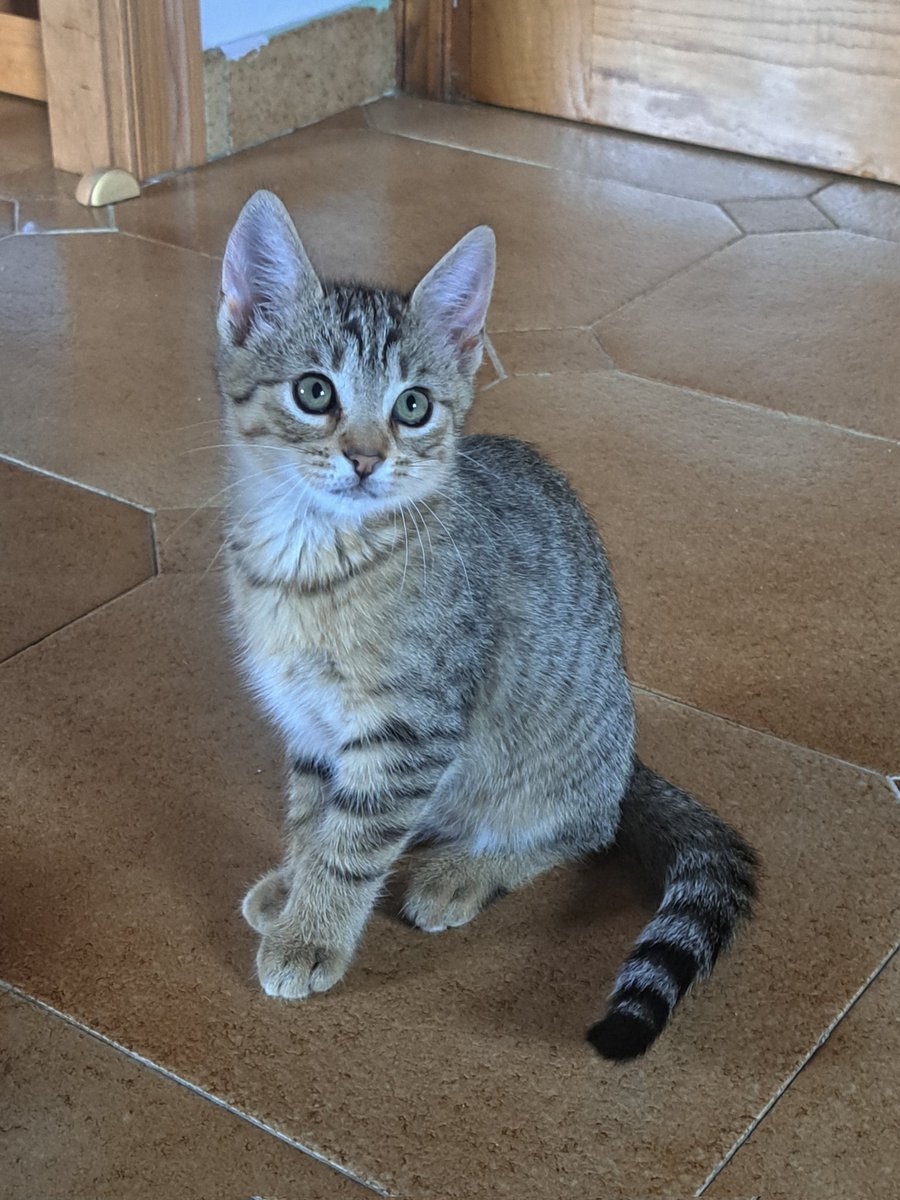 lenasteez's tweet photo. ¡Hola! Al final le hemos encontrado casa a 3 de ellos, pero aún nos quedan otros 3 gatitos que buscan un hogar definitivo 🥹

Tienen dos meses y medio y son super buenos 🫶🏻 están en Burela pero se pueden acercar también a la zona de Vigo.

Se agradece un rt para difundir 🙏🏻🥹 https://t.co/mE0Sinh71N
