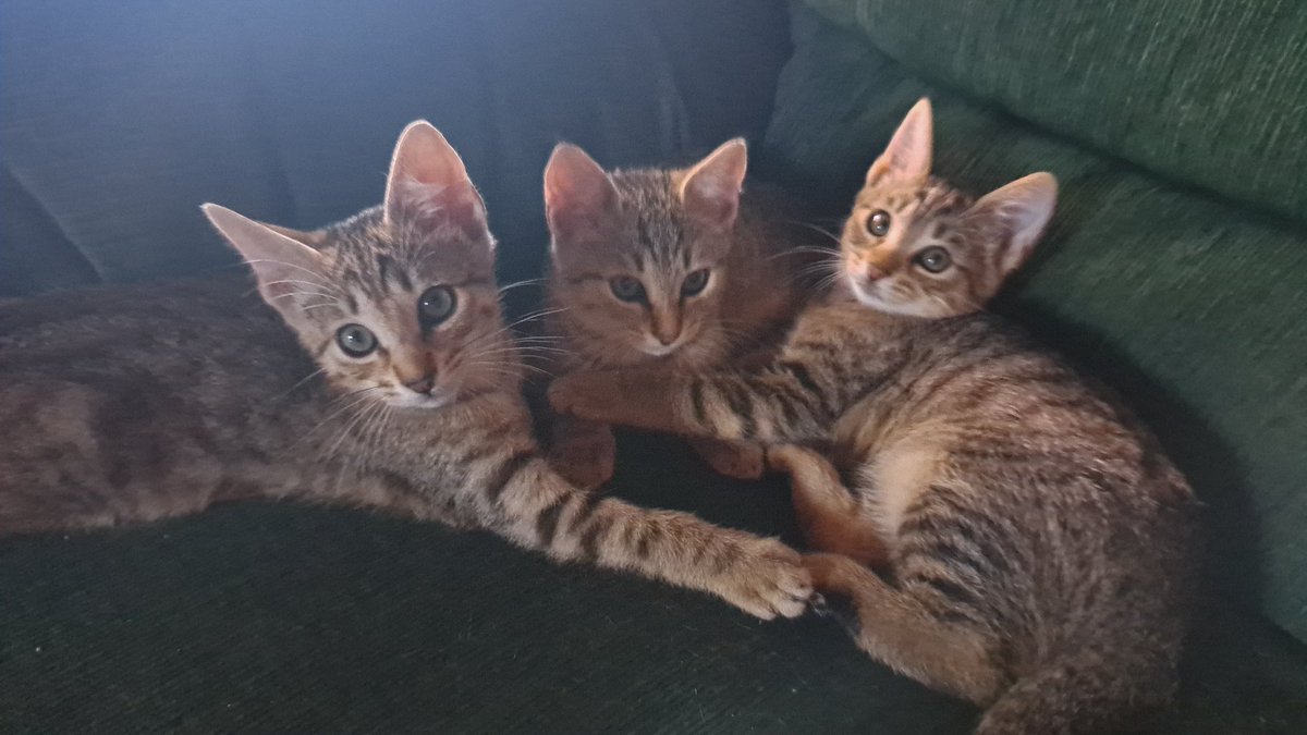 lenasteez's tweet photo. ¡Hola! Al final le hemos encontrado casa a 3 de ellos, pero aún nos quedan otros 3 gatitos que buscan un hogar definitivo 🥹

Tienen dos meses y medio y son super buenos 🫶🏻 están en Burela pero se pueden acercar también a la zona de Vigo.

Se agradece un rt para difundir 🙏🏻🥹 https://t.co/mE0Sinh71N