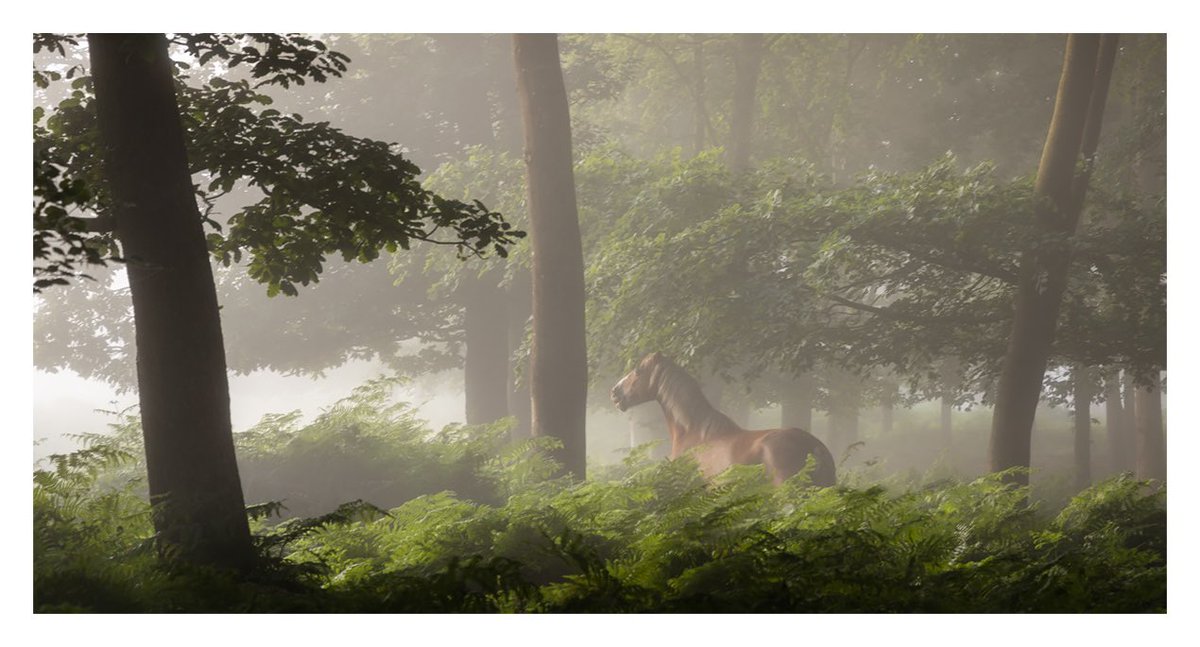 Ponies probably don’t spring to mind when you think of Woodland creatures, but in the New Forest you can find them ambling around deep amongst the trees, especially at this time of year…

#NewForest