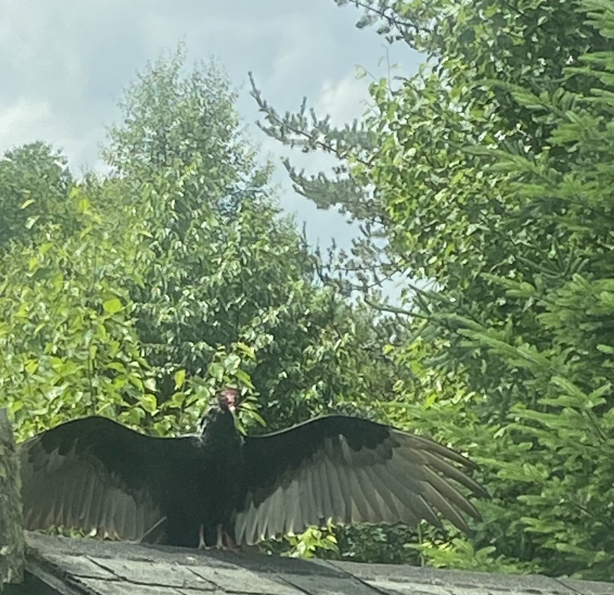 Ashton Carr tweet media