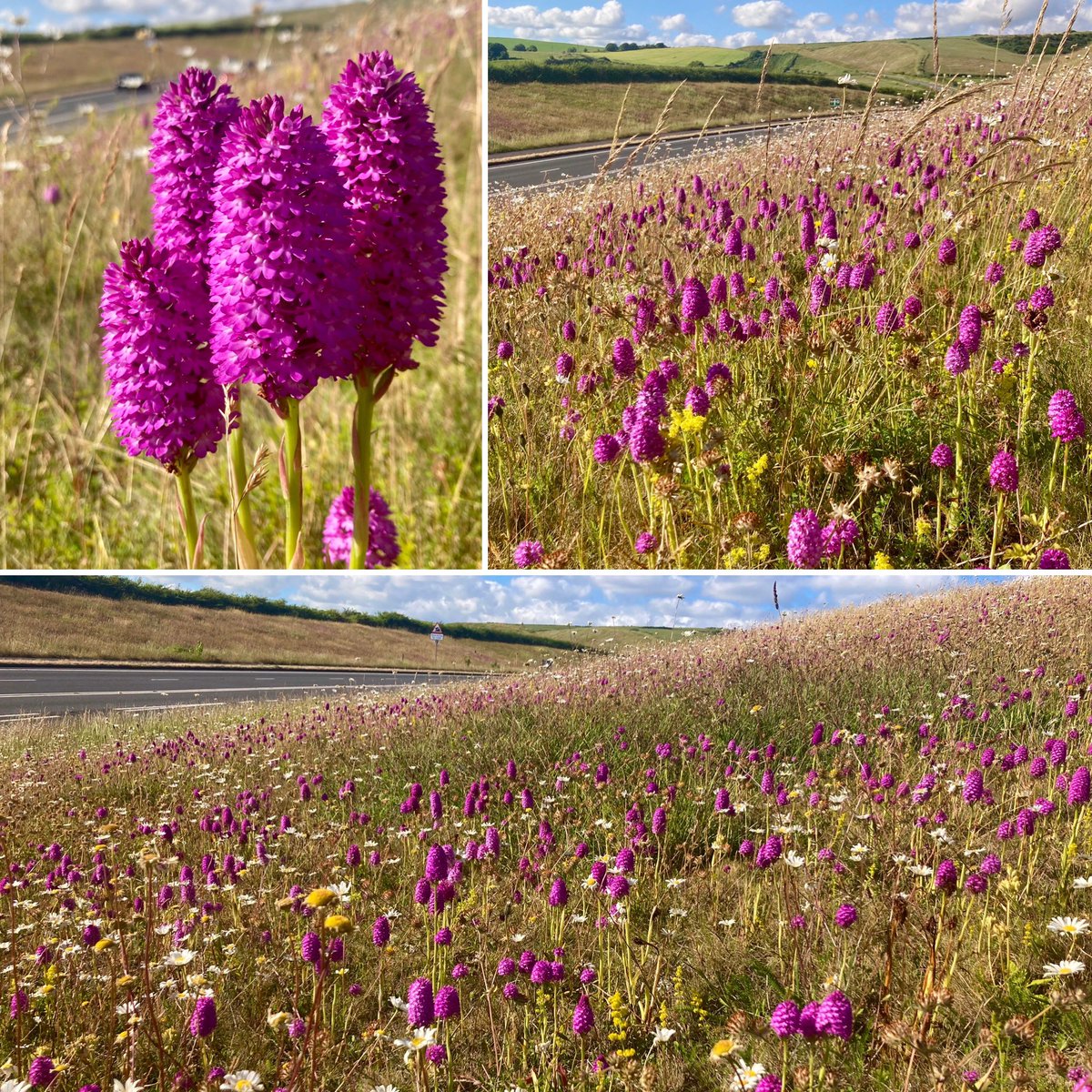 All roadside verges should be like this - thousands of Pyramidal Orchids in Dorset #orchid #pyramidal <a href="/ukorchids/">Wild Orchids UK & Ireland</a> @Britainsorchids