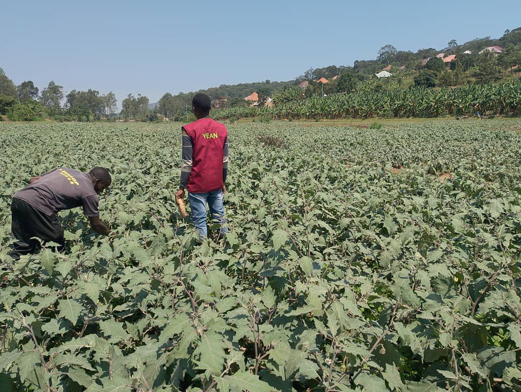 YEAN_Agro's tweet photo. Agriculture is a science that requires knowledge and skills to be successful. 

Providing required skills to farmers each step of the way is what makes the difference in our partner farmers. 

We are proud to lead the way to sustainable private agriculture extension https://t.co/bwcukc0MfJ