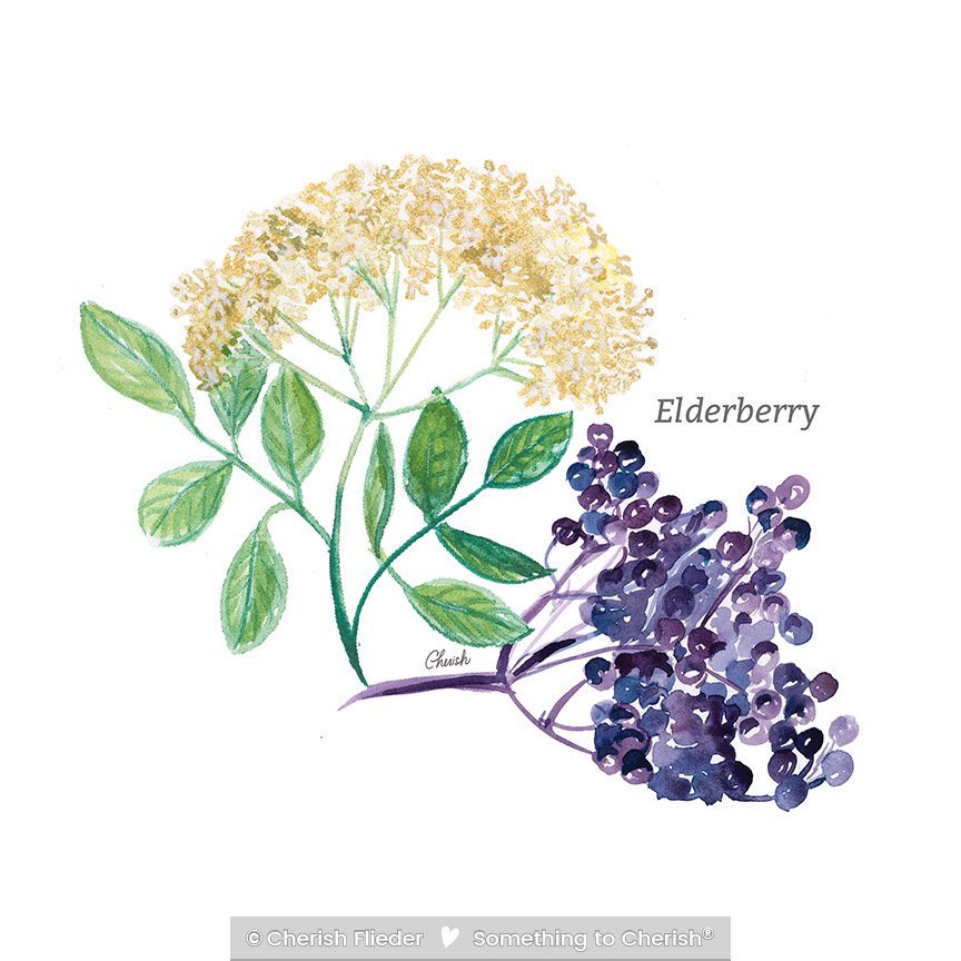 cherishart's tweet photo. I painted a couple botanical watercolors to celebrate the wellness they offer. Have you ever had either one of these as a tea or syrup?

#elderberry #elderberrybenefits #elderberrysyrup #elderflower #elderflowersyrup #cherishflieder #somethingtocherish #watercolorartist https://t.co/TYSnbTaVRy